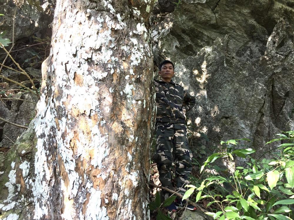 Cần có biện pháp bảo tồn quần thể cây Trai lý tại Vườn quốc gia Bái Tử Long 7 001 Copy 7