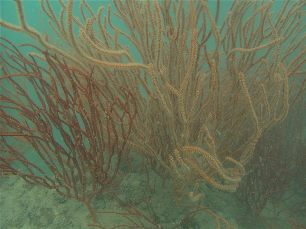 Giám sát hệ sinh thái rạn san hô đợt 2 tại Vườn quốc gia Bái Tử Long năm 2022 18 004 Copy 24