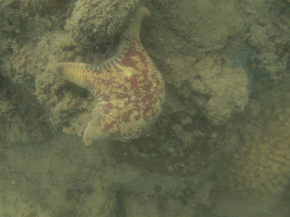 Giám sát hệ sinh thái rạn san hô đợt 2 tại Vườn quốc gia Bái Tử Long năm 2022 19 005 Copy 19