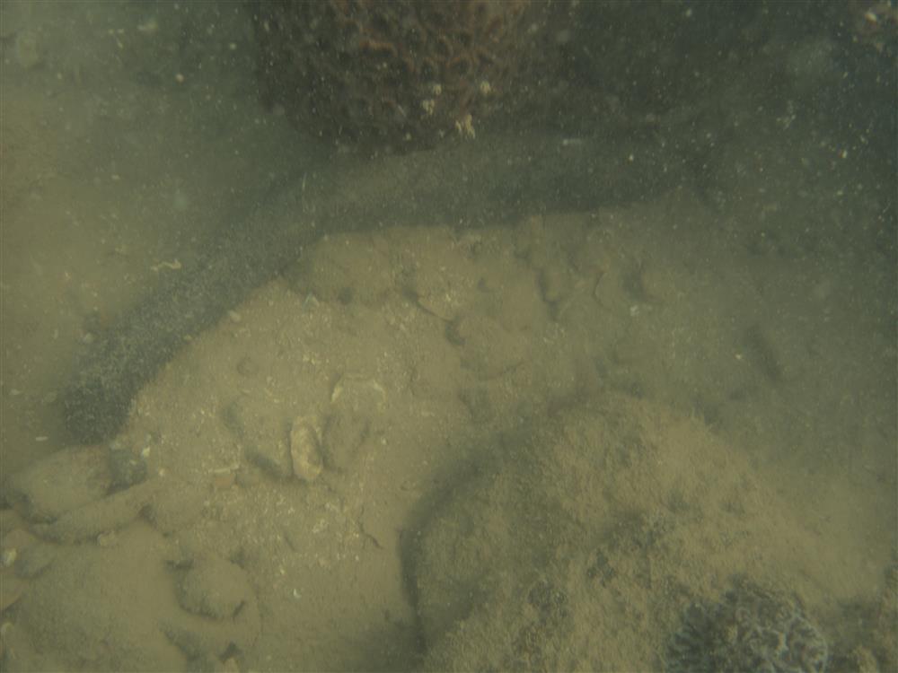 Giám sát hệ sinh thái rạn san hô đợt 2 tại Vườn quốc gia Bái Tử Long năm 2022 20 006 Copy 10