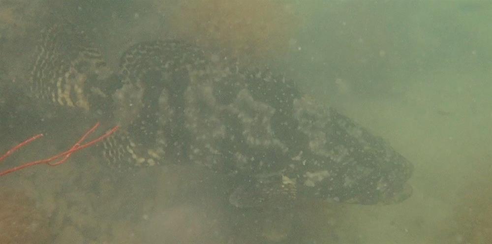 Giám sát hệ sinh thái rạn san hô đợt 2 tại Vườn quốc gia Bái Tử Long năm 2022 21 007 Copy 6