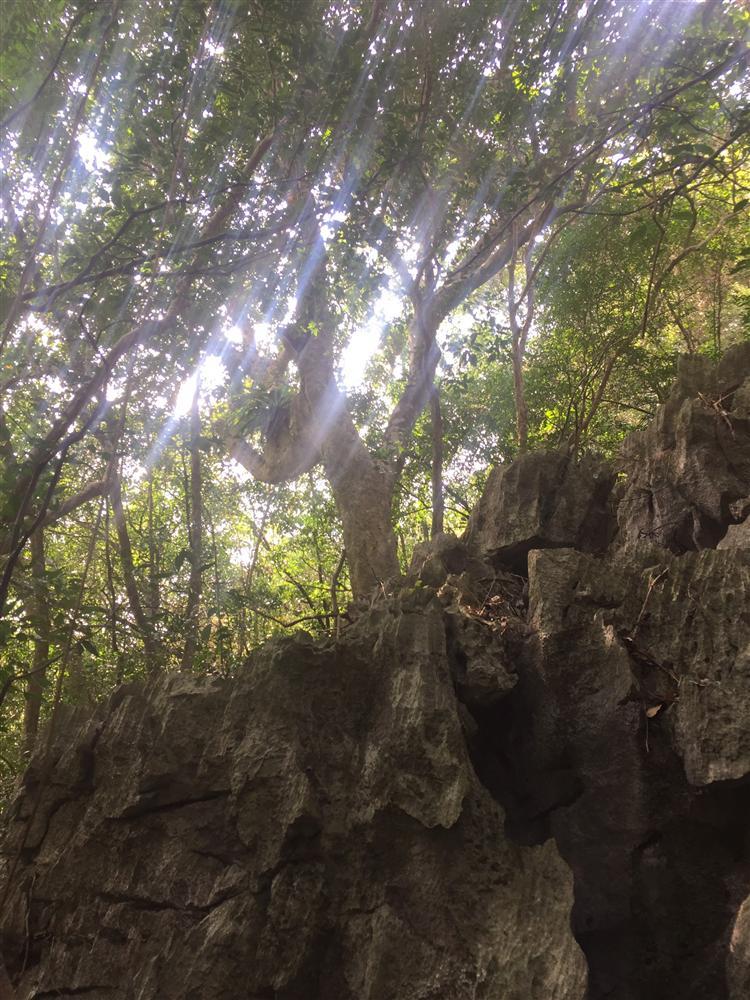 Triển khai công tác giám sát thực vật trên ô định vị lâm học năm 2020 tại Vườn quốc gia Bái Tử Long 23 1. tang cay cao lap o tieu chuan tai Ang Cai De 2