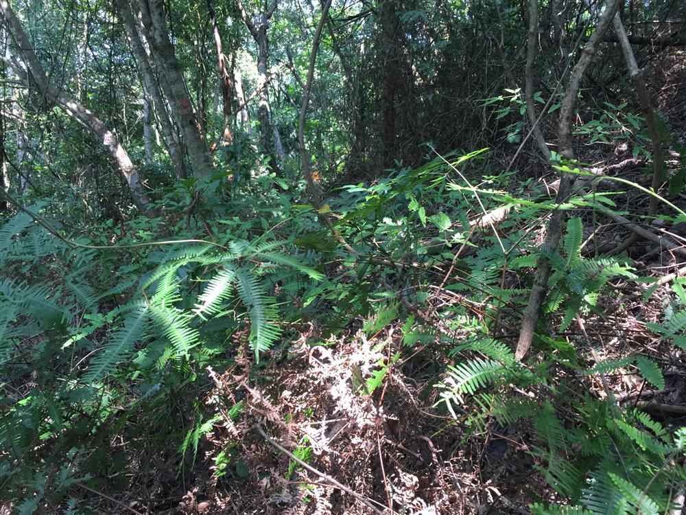 Triển khai công tác giám sát thực vật trên ô định vị lâm học năm 2020 tại Vườn quốc gia Bái Tử Long 32 11. duoi tan rung trong o tieu chuan Ang 2 Cai Lim