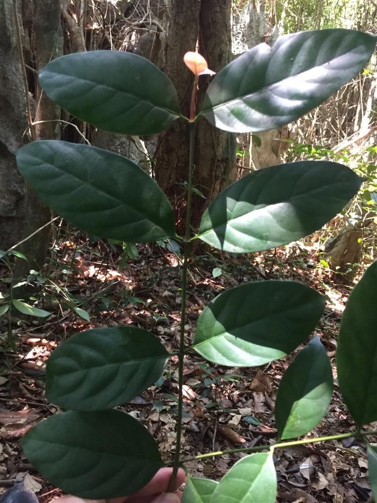 Triển khai công tác giám sát thực vật trên ô định vị lâm học năm 2020 tại Vườn quốc gia Bái Tử Long 33 12. Mau tieu ban la cay Trai ly tai Ang Cai De 2