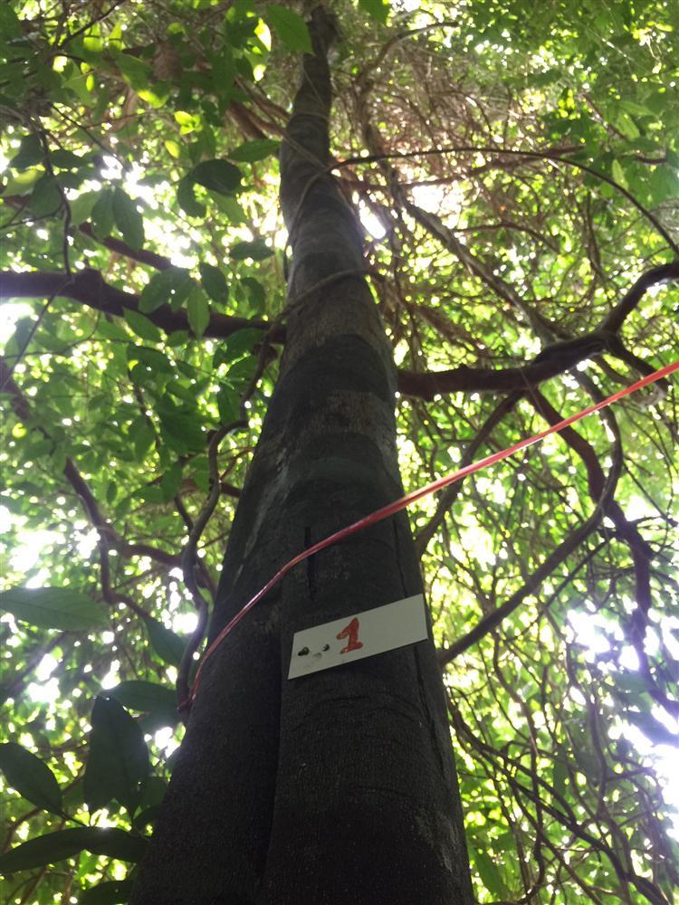 Triển khai công tác giám sát thực vật trên ô định vị lâm học năm 2020 tại Vườn quốc gia Bái Tử Long 25 3. Treo so thu tu tang cay cao Ang Cai De 2