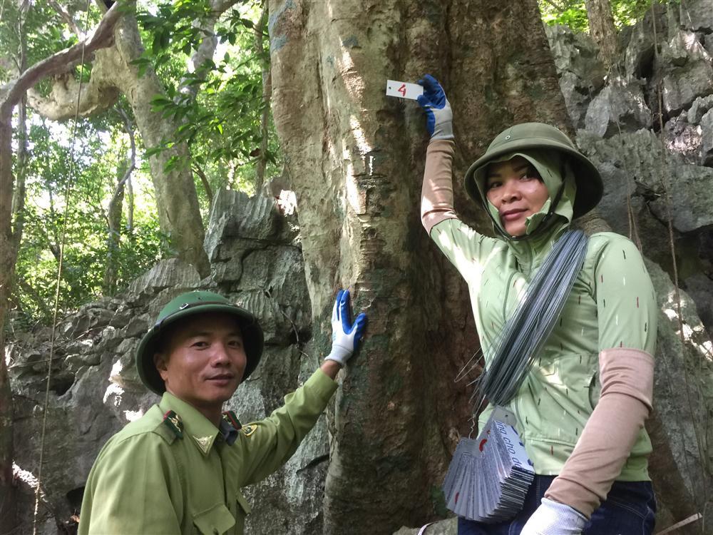 Triển khai công tác giám sát thực vật trên ô định vị lâm học năm 2020 tại Vườn quốc gia Bái Tử Long 26 4.treo so thu tu tang cay cao tai o tieu chuan Ang Cai De 2