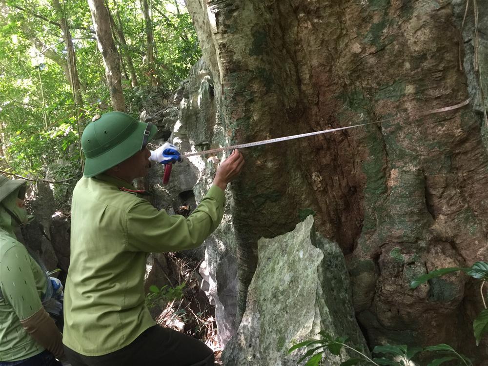 Triển khai công tác giám sát thực vật trên ô định vị lâm học năm 2020 tại Vườn quốc gia Bái Tử Long 27 5. Do duong kinh ngang nguc tai o tieu chuan Ang Cai De 2