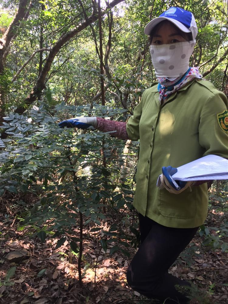 Triển khai công tác giám sát thực vật trên ô định vị lâm học năm 2020 tại Vườn quốc gia Bái Tử Long 29 8. Cay lim xanh tai sinh hat tai o tieu chuan Ang 1 Cai Lim