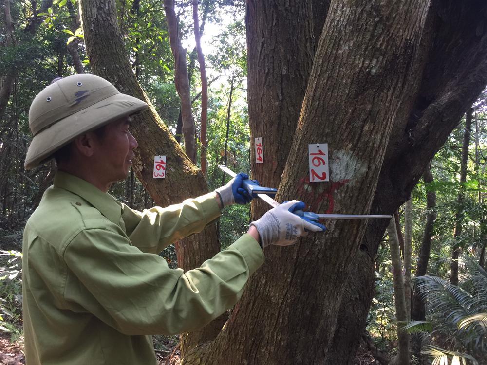 Triển khai công tác giám sát thực vật trên ô định vị lâm học năm 2020 tại Vườn quốc gia Bái Tử Long 30 9. do duong kinh ngang nguc tai o tieu chuan Ang 1 Cai Lim