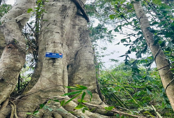 Vườn quốc gia Bái Tử Long tăng cường giám sát cây gỗ lớn, bảo vệ “lá phổi xanh” của vùng Đông Bắc 7 di1
