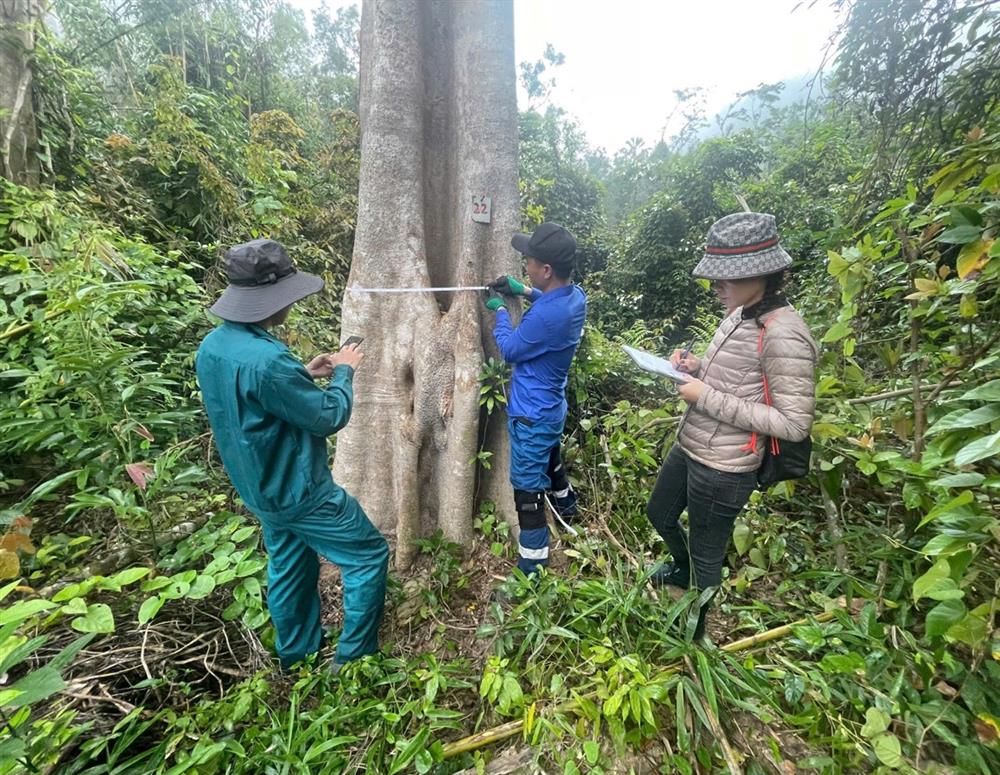 Vườn quốc gia Bái Tử Long tăng cường giám sát cây gỗ lớn, bảo vệ “lá phổi xanh” của vùng Đông Bắc 8 di2