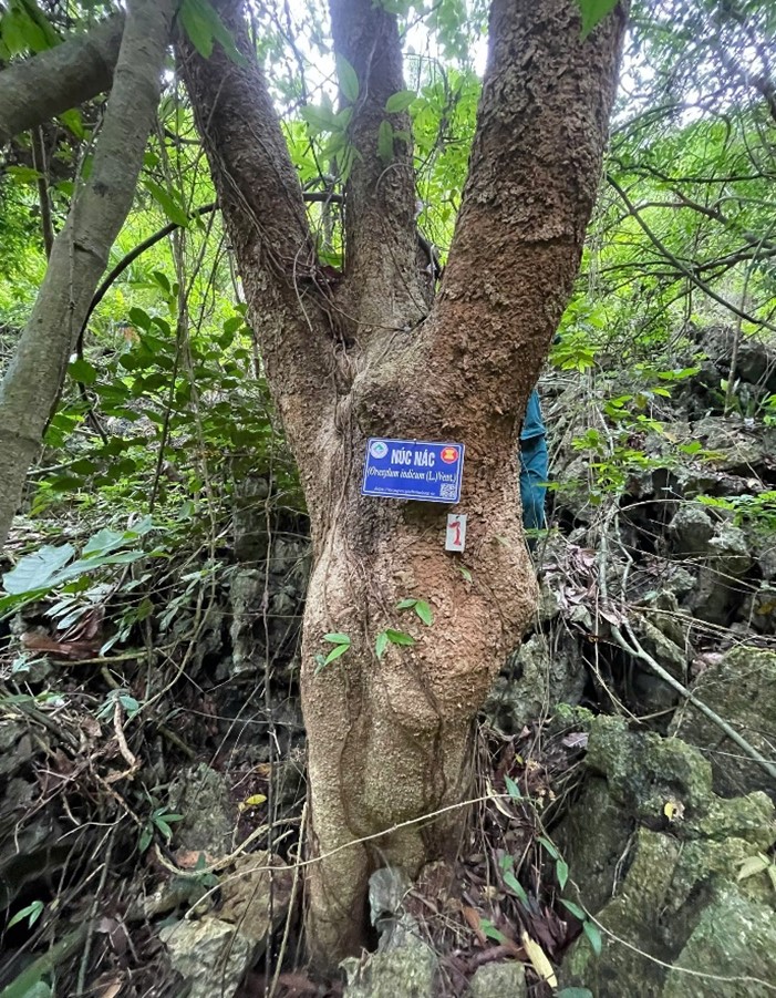 Vườn quốc gia Bái Tử Long tăng cường giám sát cây gỗ lớn trên đảo núi đá vôi 11 go3