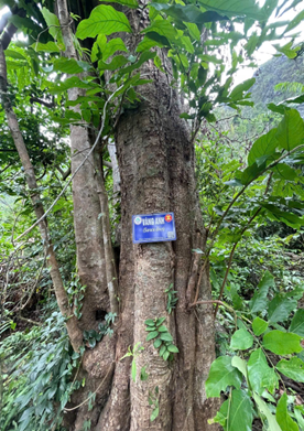 Vườn quốc gia Bái Tử Long tăng cường giám sát cây gỗ lớn trên đảo núi đá vôi 12 go4