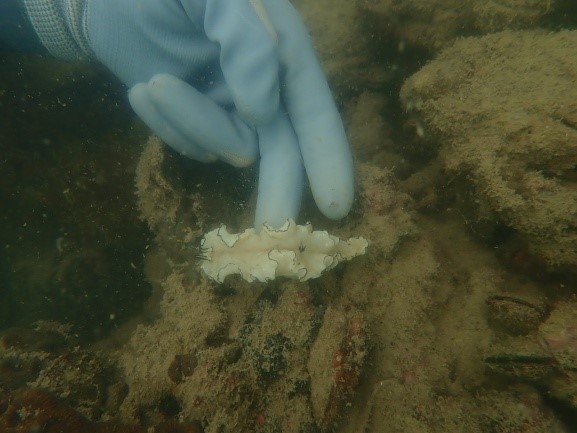 Giám sát san hô đợt I năm 2025 tại Vườn quốc gia Bái Tử Long 10 kh2