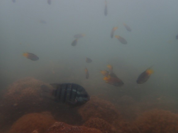 Giám sát san hô đợt I năm 2025 tại Vườn quốc gia Bái Tử Long 11 kh3