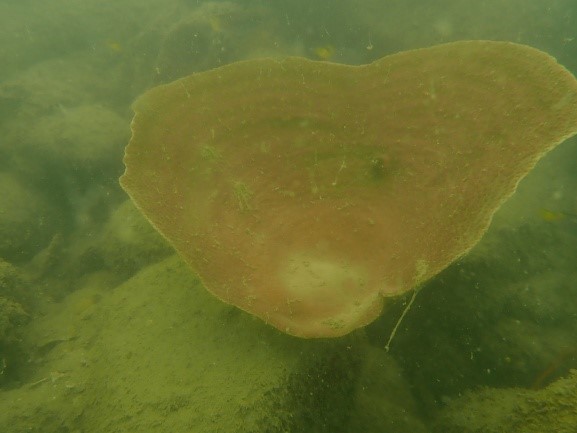 Giám sát san hô đợt I năm 2025 tại Vườn quốc gia Bái Tử Long 12 kh4