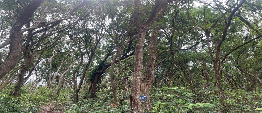 Kết quả giám sát hiện trạng rừng Trâm Di sản đợt 1 năm 2025 tại Vườn quốc gia Bái Tử Long 7 kq1