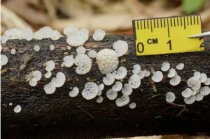 Một số kết quả khảo sát sinh thái và đa dạng sinh học khu hệ nấm tại Vườn Quốc gia Bái Tử Long, tỉnh Quảng Ninh của Đoàn nghiên cứu Trung tâm Nhiệt đới Việt Nga 20 000