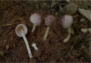 Một số kết quả khảo sát sinh thái và đa dạng sinh học khu hệ nấm tại Vườn Quốc gia Bái Tử Long, tỉnh Quảng Ninh của Đoàn nghiên cứu Trung tâm Nhiệt đới Việt Nga 17 001