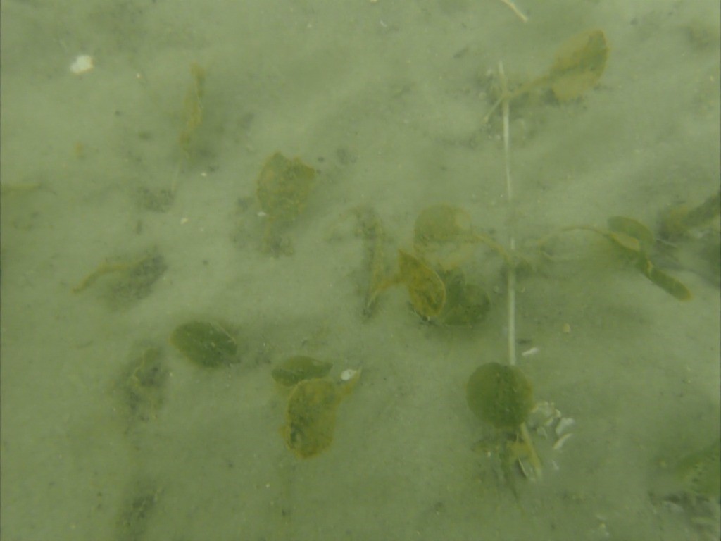 Triển khai hoạt động điều tra, giám sát thảm cỏ biển năm 2025 10 002 2