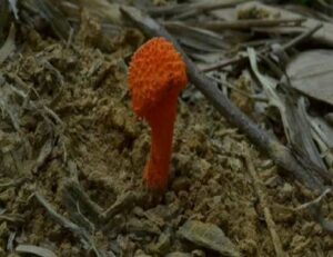 Một số kết quả khảo sát sinh thái và đa dạng sinh học khu hệ nấm tại Vườn Quốc gia Bái Tử Long, tỉnh Quảng Ninh của Đoàn nghiên cứu Trung tâm Nhiệt đới Việt Nga 18 002