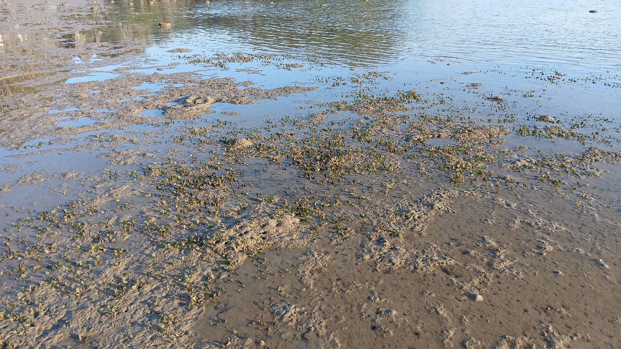 Triển khai hoạt động điều tra, giám sát thảm cỏ biển năm 2025 11 003 1