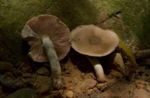 Một số kết quả khảo sát sinh thái và đa dạng sinh học khu hệ nấm tại Vườn Quốc gia Bái Tử Long, tỉnh Quảng Ninh của Đoàn nghiên cứu Trung tâm Nhiệt đới Việt Nga 19 003