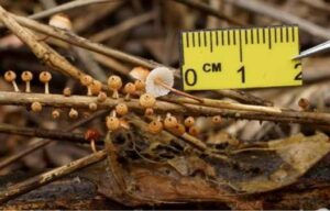 Một số kết quả khảo sát sinh thái và đa dạng sinh học khu hệ nấm tại Vườn Quốc gia Bái Tử Long, tỉnh Quảng Ninh của Đoàn nghiên cứu Trung tâm Nhiệt đới Việt Nga 21 004