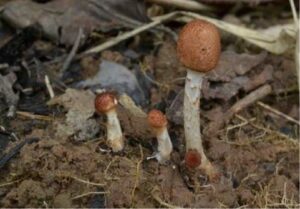 Một số kết quả khảo sát sinh thái và đa dạng sinh học khu hệ nấm tại Vườn Quốc gia Bái Tử Long, tỉnh Quảng Ninh của Đoàn nghiên cứu Trung tâm Nhiệt đới Việt Nga 22 005