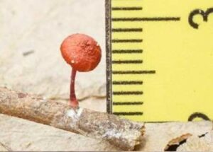 Một số kết quả khảo sát sinh thái và đa dạng sinh học khu hệ nấm tại Vườn Quốc gia Bái Tử Long, tỉnh Quảng Ninh của Đoàn nghiên cứu Trung tâm Nhiệt đới Việt Nga 23 006