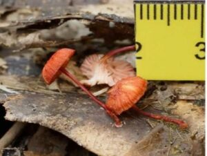 Một số kết quả khảo sát sinh thái và đa dạng sinh học khu hệ nấm tại Vườn Quốc gia Bái Tử Long, tỉnh Quảng Ninh của Đoàn nghiên cứu Trung tâm Nhiệt đới Việt Nga 24 007