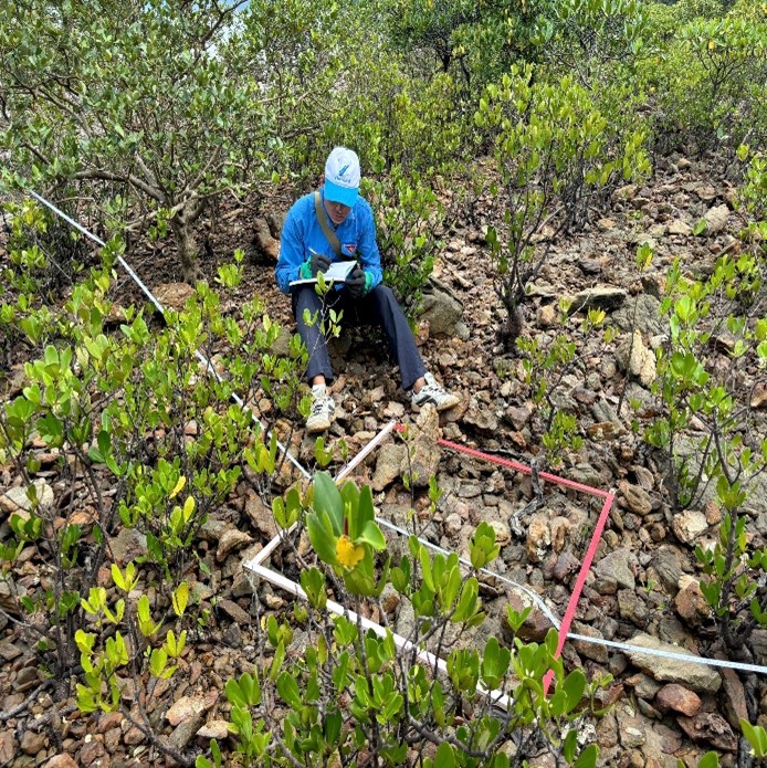 Giám sát động vật đáy trong hệ sinh thái rừng ngập mặn năm 2025 tại Vườn quốc gia Bái Tử Long 10 Picture2