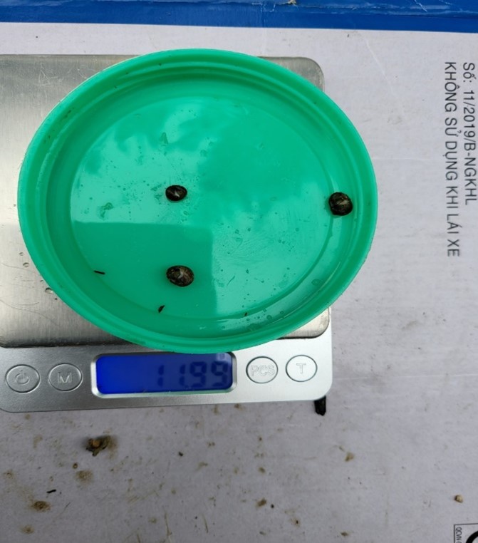 Giám sát động vật đáy trong hệ sinh thái rừng ngập mặn năm 2025 tại Vườn quốc gia Bái Tử Long 11 Picture3