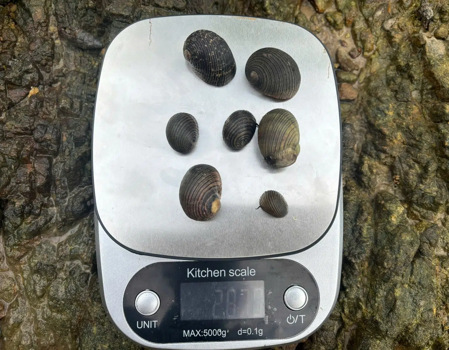 Kiểm tra, theo dõi mô hình bảo tồn nguồn gen Ốc đĩa tại Vụng Cái Quýt, Vườn quốc gia Bái Tử Long (đợt 2) năm 2025 11 003