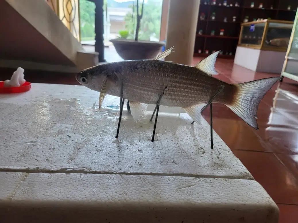 Thu thập mẫu sinh vật biển phục vụ trưng bày tại Nhà Bảo tàng đa dạng sinh học Vườn quốc gia Bái Tử Long đợt 1 năm 2025 12 004 2