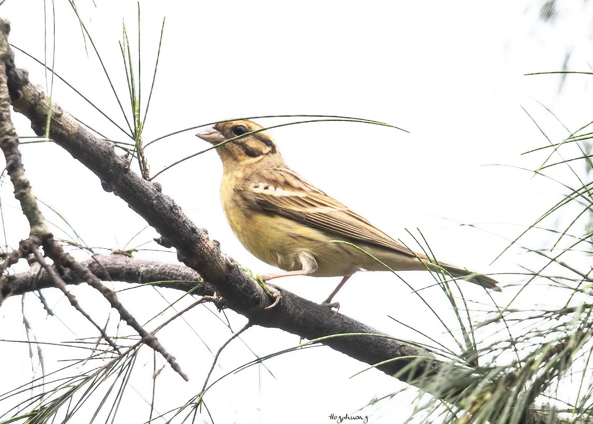 Phát hiện 2 “báu vật sống” cực kỳ quý hiếm đang bên bờ tuyệt chủng tại Vườn Quốc gia Bái Tử Long 3 se dong nguc vang 1 1754193145585 17541931463131553059763