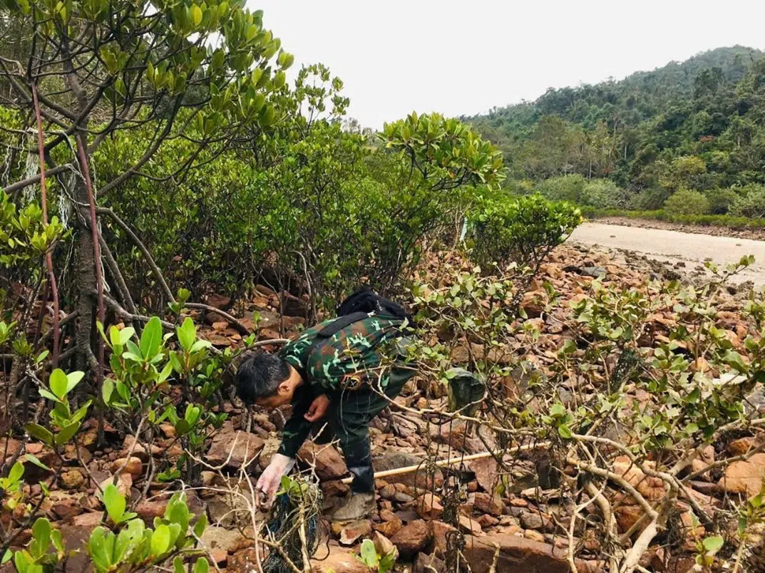 Phân lập và nuôi cấy thành công 6 chủng vi tảo dị dưỡng thu thập tại Vườn Quốc gia Bái Tử Long 11 001 1