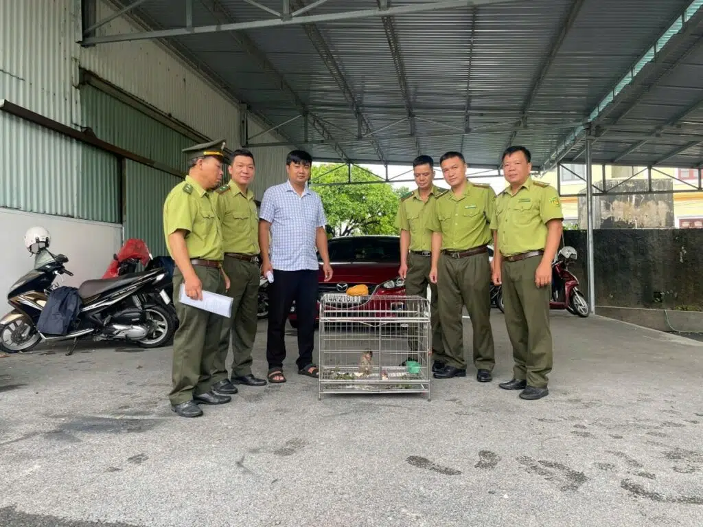 Ban quản lý Vườn quốc gia Bái Tử Long tiếp nhận 01 cá thể khỉ đuôi dài (Macaca fascicularis) tái thả về môi trường sống tự nhiên 7 001 2