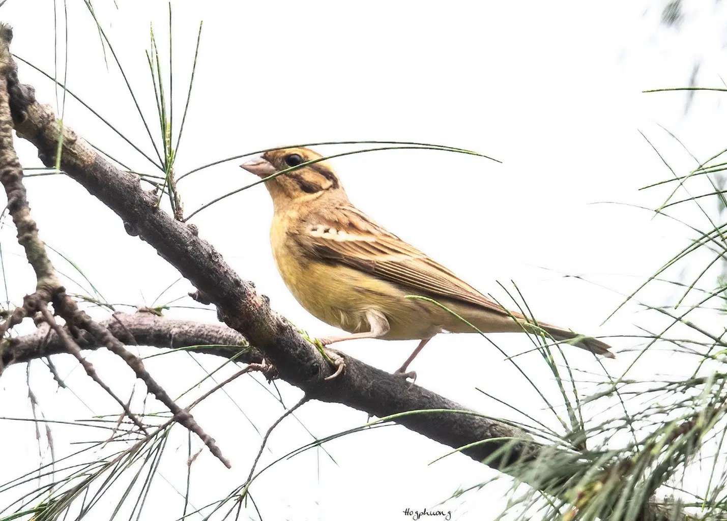 Một số kết quả trong nghiên cứu thành phần các loài chim tại Vườn quốc gia Bái Tử Long (Kỳ 2: Các loài chim rừng Vườn quốc gia Bái Tử Long) 16 002 10