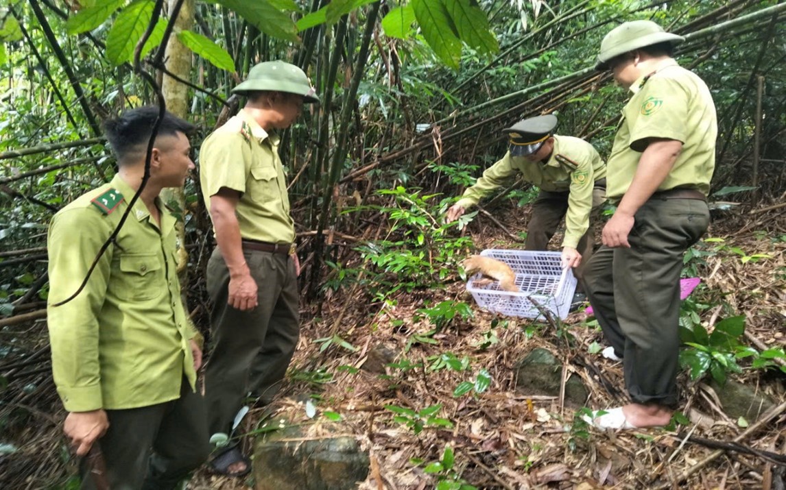 Ban quản lý Vườn quốc gia Bái Tử Long tiếp nhận 01 cá thể Cu ly nhỏ (Nycticebus pygmaeus) cứu hộ và tái thả về môi trường sống tự nhiên 12 002 8