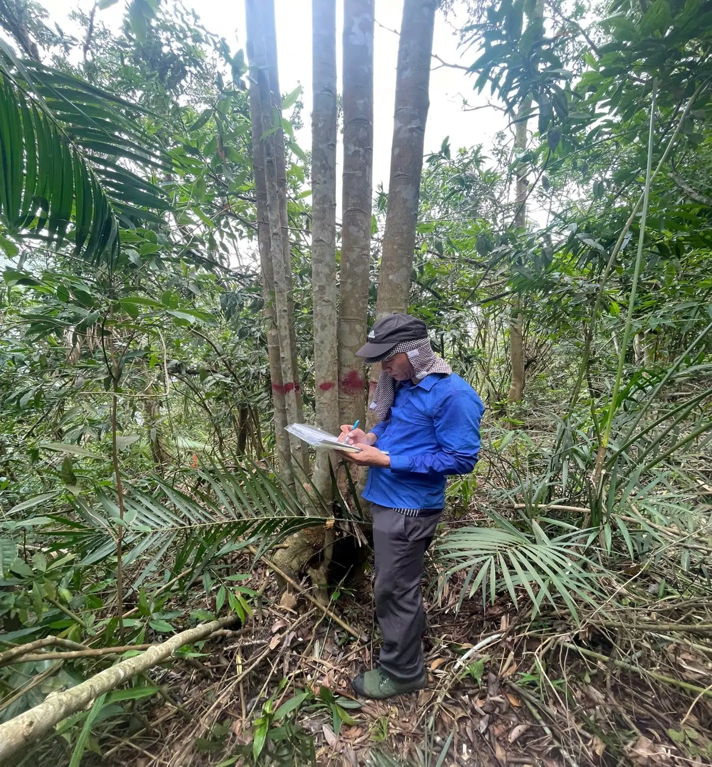 Nỗ lực bảo tồn loài Dổi tại Vườn quốc gia Bái Tử Long 8 002