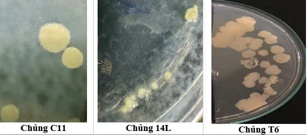 Phân lập và nuôi cấy thành công 6 chủng vi tảo dị dưỡng thu thập tại Vườn Quốc gia Bái Tử Long 13 003 1