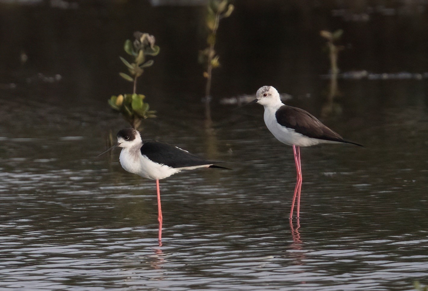 Kết quả sơ bộ trong nghiên cứu thành phần các loài chim tại Vườn quốc gia Bái Tử Long (Kỳ 1: Các loài chim nước Vườn quốc gia Bái Tử Long) 15 003 7