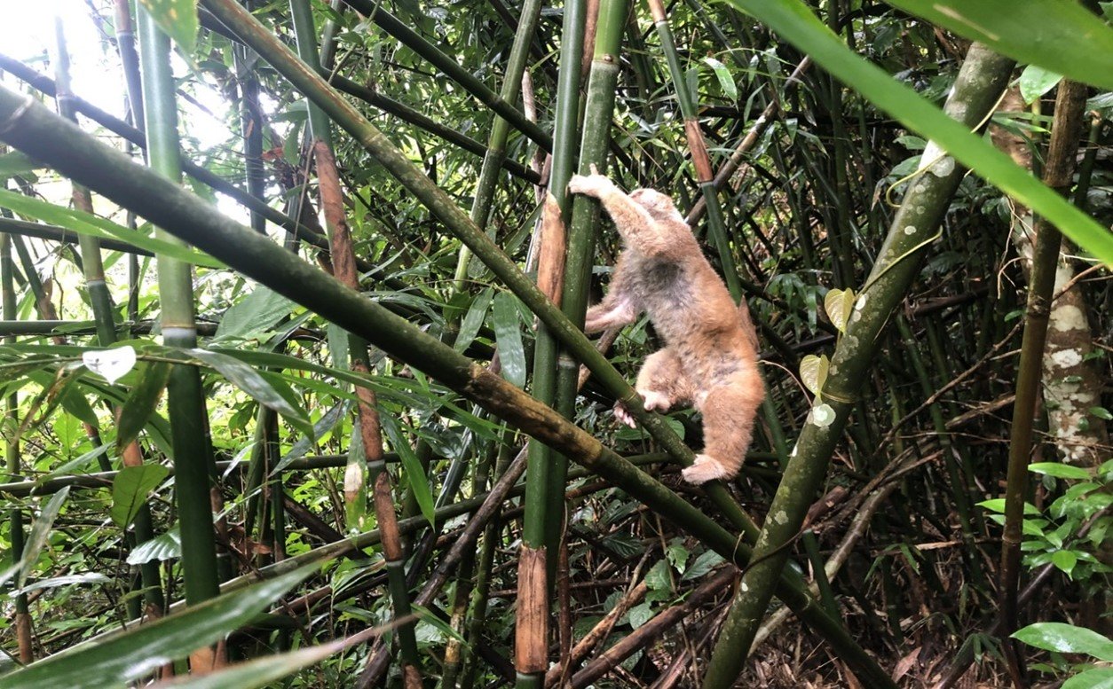 Ban quản lý Vườn quốc gia Bái Tử Long tiếp nhận 01 cá thể Cu ly nhỏ (Nycticebus pygmaeus) cứu hộ và tái thả về môi trường sống tự nhiên 13 003 8