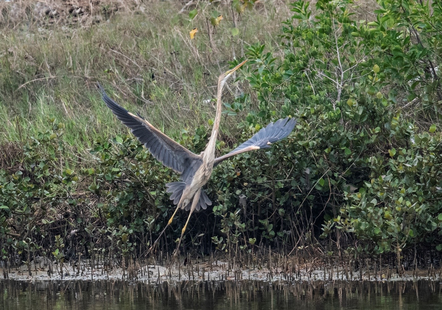 Kết quả sơ bộ trong nghiên cứu thành phần các loài chim tại Vườn quốc gia Bái Tử Long (Kỳ 1: Các loài chim nước Vườn quốc gia Bái Tử Long) 16 004 2