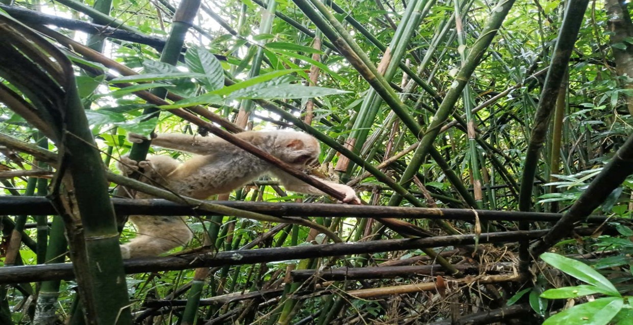 Ban quản lý Vườn quốc gia Bái Tử Long tiếp nhận 01 cá thể Cu ly nhỏ (Nycticebus pygmaeus) cứu hộ và tái thả về môi trường sống tự nhiên 14 004 3