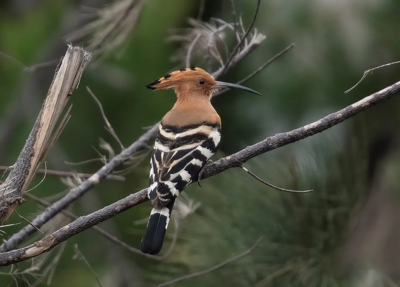Một số kết quả trong nghiên cứu thành phần các loài chim tại Vườn quốc gia Bái Tử Long (Kỳ 2: Các loài chim rừng Vườn quốc gia Bái Tử Long) 18 004 5