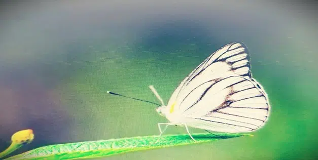 Vườn quốc gia Bái Tử Long: Hoàn thành thu thập mẫu vật đợt 2 năm 2025 phục vụ trưng bày Bảo tàng Đa dạng sinh học 15 005 1