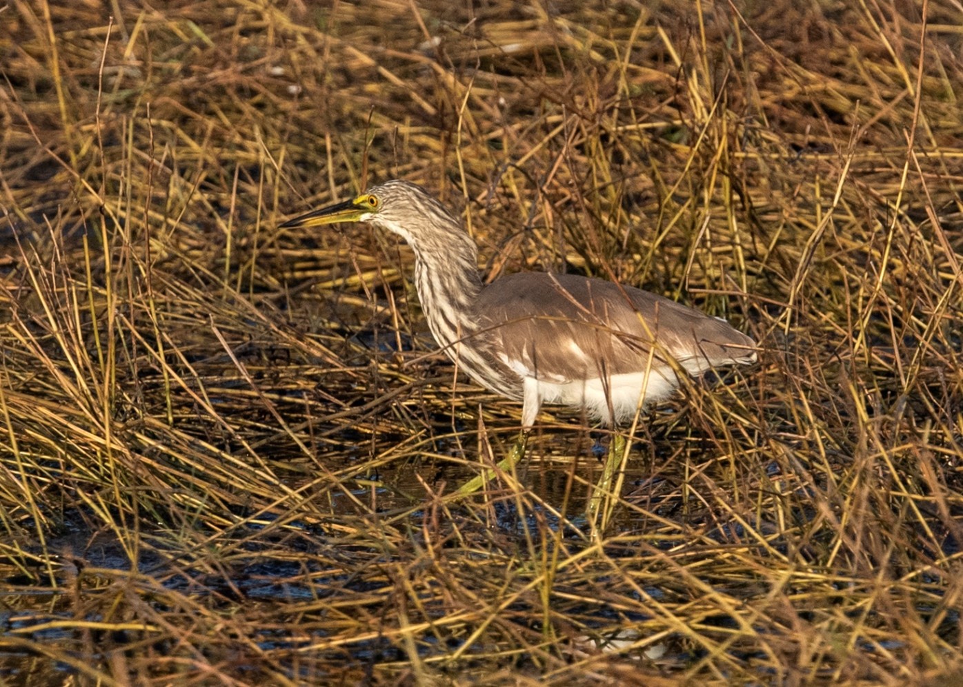 Kết quả sơ bộ trong nghiên cứu thành phần các loài chim tại Vườn quốc gia Bái Tử Long (Kỳ 1: Các loài chim nước Vườn quốc gia Bái Tử Long) 17 005 2