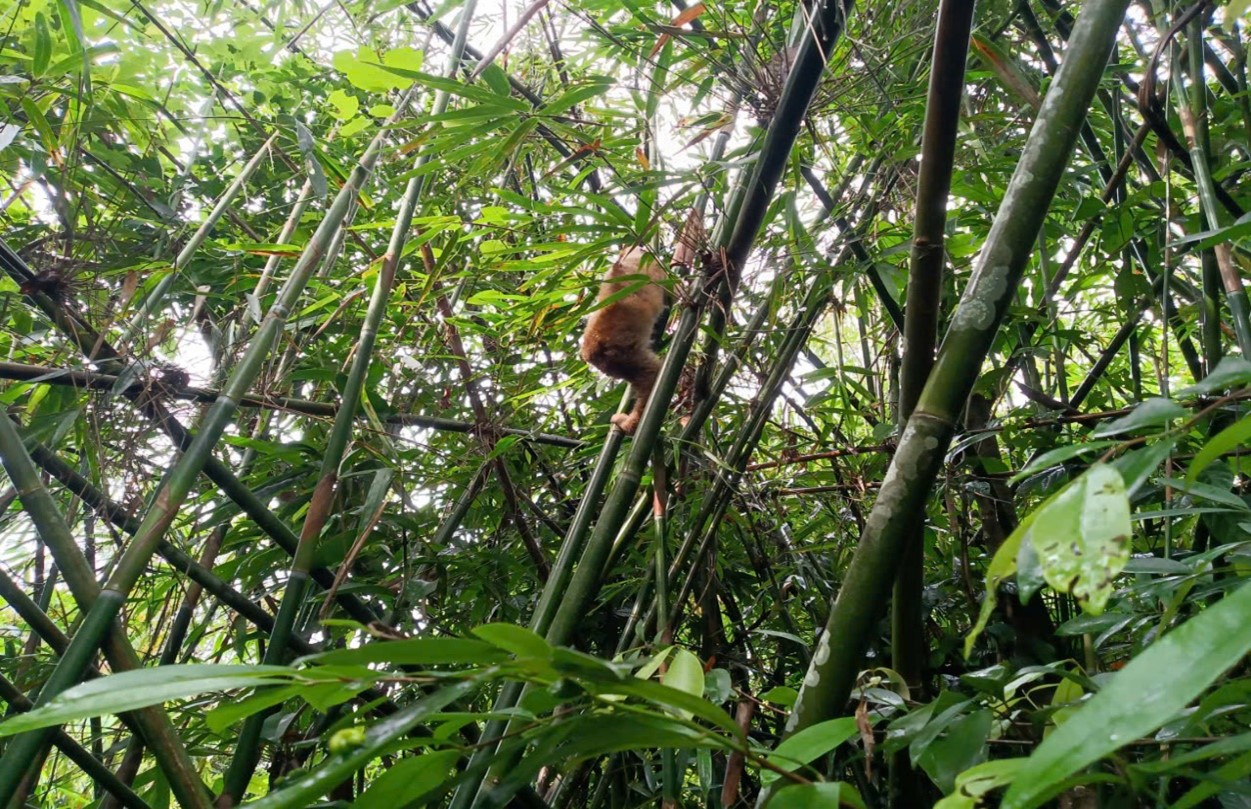 Ban quản lý Vườn quốc gia Bái Tử Long tiếp nhận 01 cá thể Cu ly nhỏ (Nycticebus pygmaeus) cứu hộ và tái thả về môi trường sống tự nhiên 15 005 3